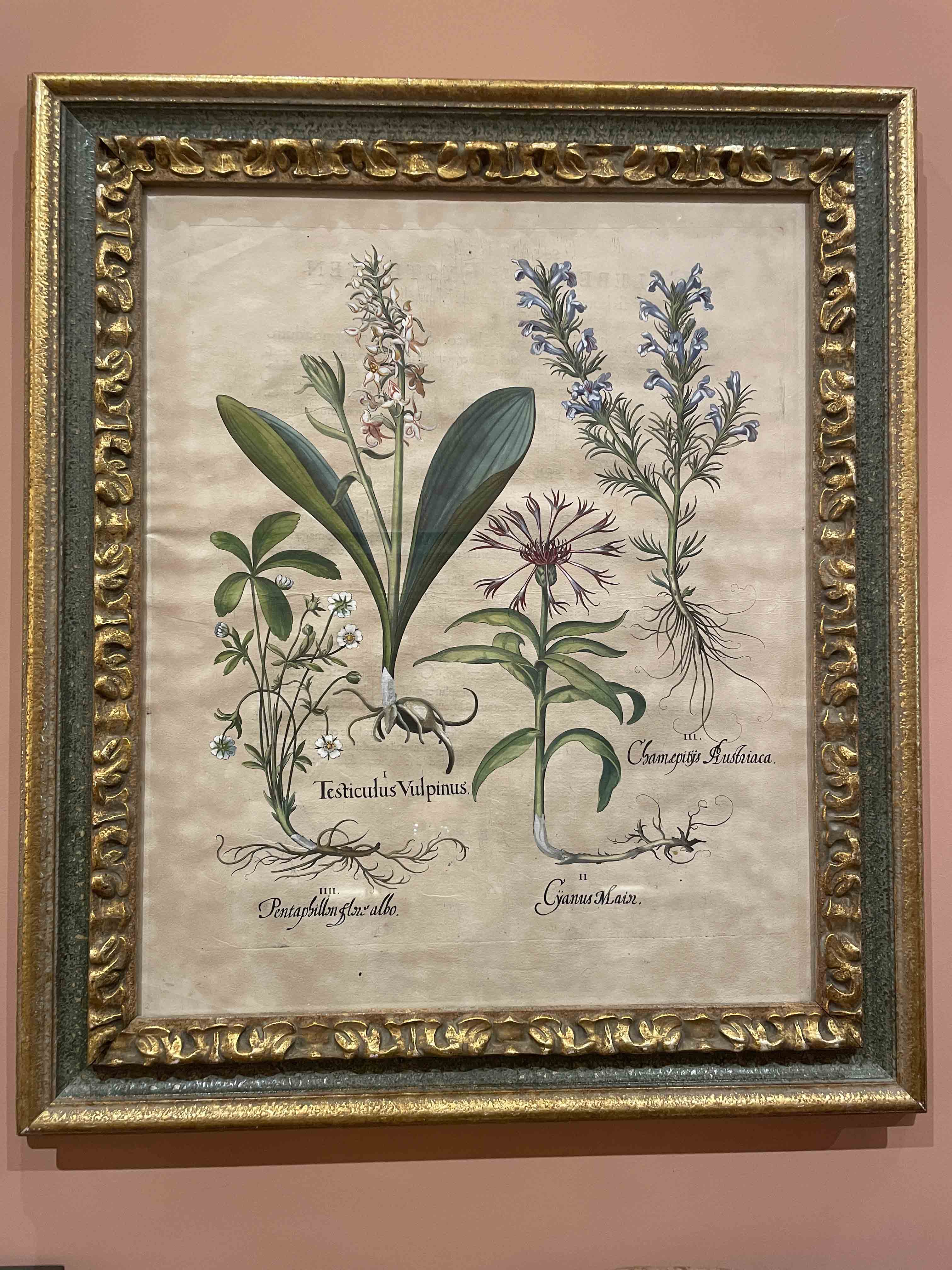 Pair of Basilius Besler hand colored engravings