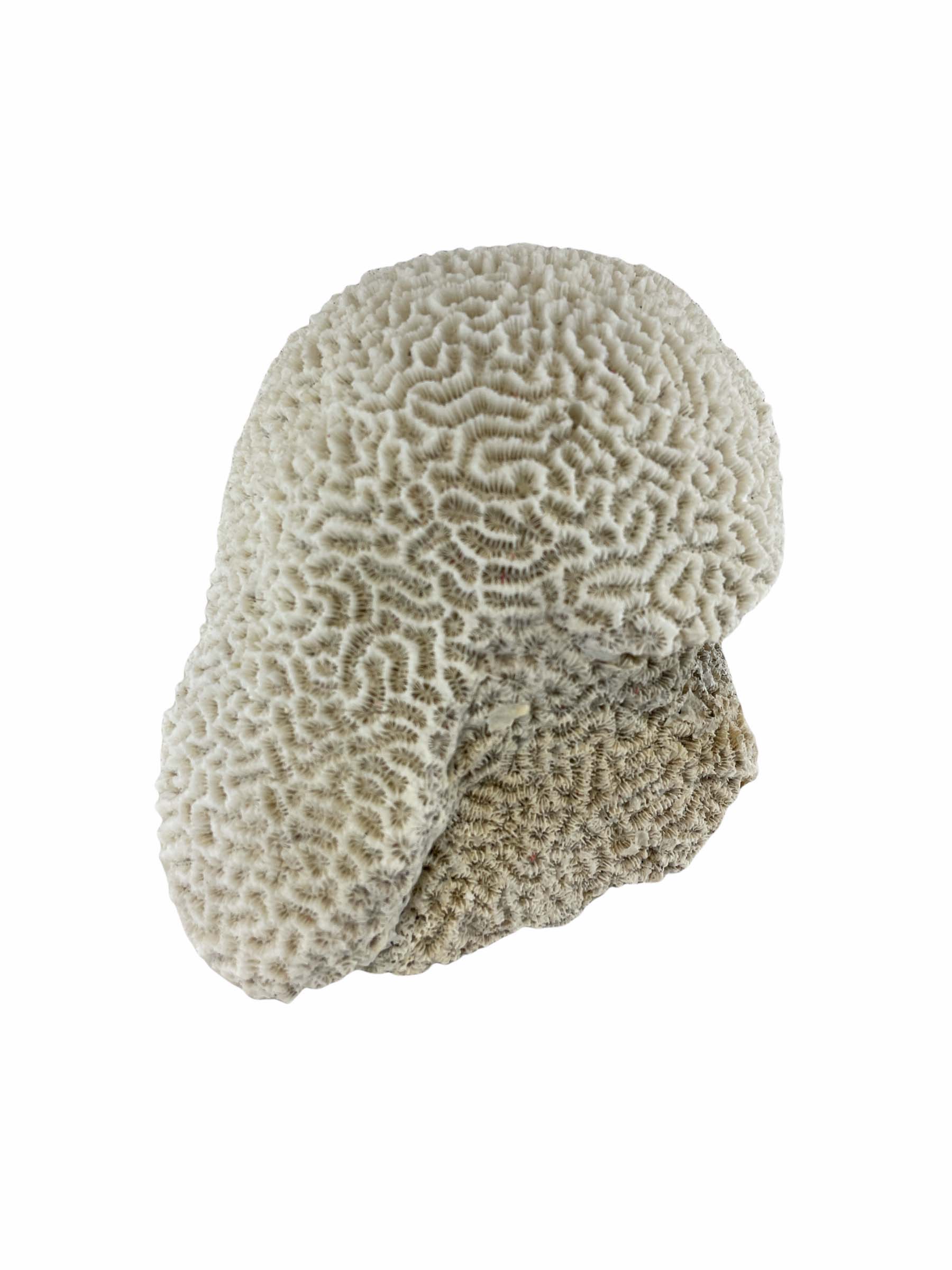 Specimen piece of brain coral