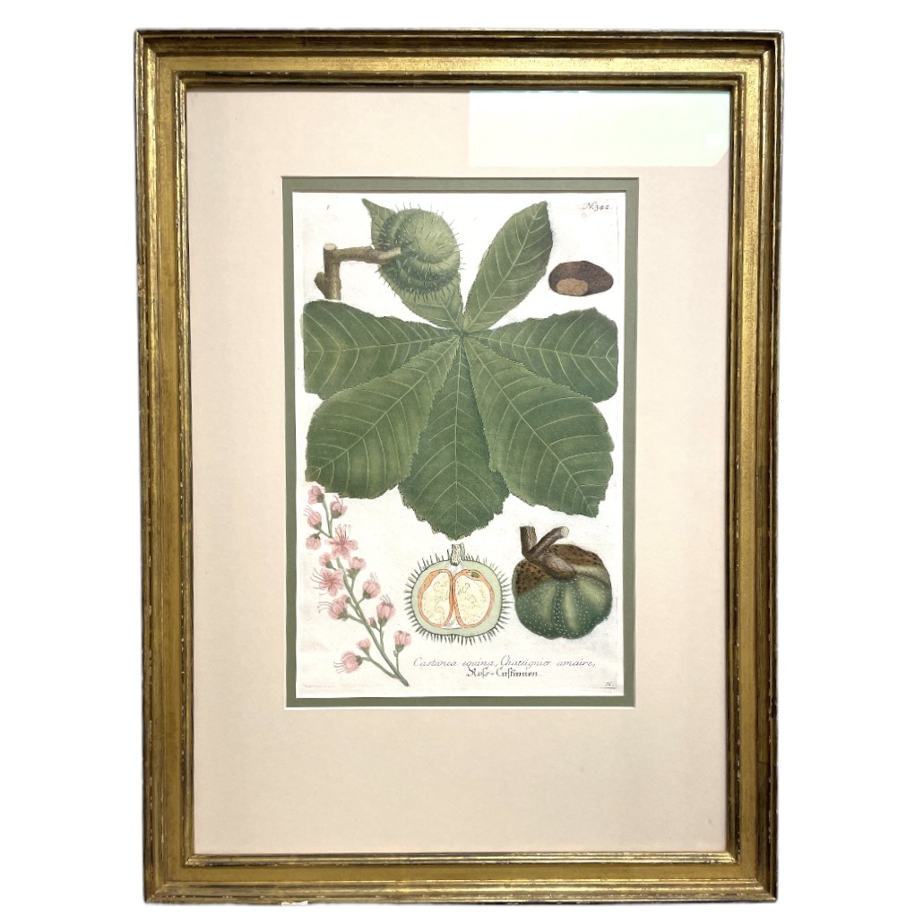 Four Botanical engravings by Johann Weinnmann